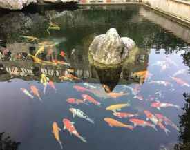 鹽城錦鯉魚池建造、生化過濾系統維護